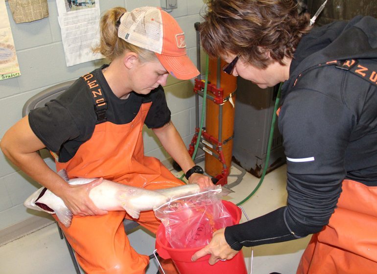 The Northern Aquaculture Demonstration Facility has  the ability to rear nearly any cool- or cold-water species of fish, including the Atlantic Salmon shown here. 