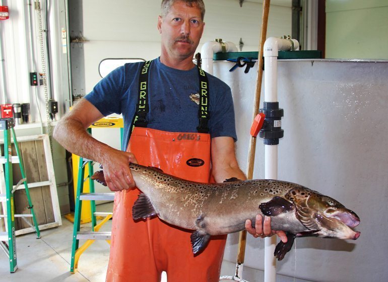 Greg Fischer with an Atlantic Salmon at the Northern Aquaculture Demonstration Facility. 