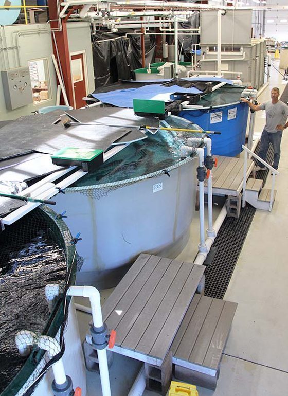 Tanks at the Northern Aquaculture Demonstration Facility. 