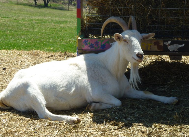 Larry, Jr. brought his love of goats to Endres in the 1980s. Today, goats are closely associated with the Endres brand.